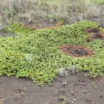Creeping juniper spreading low across the ground