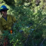 Cutting willow stems for propagation