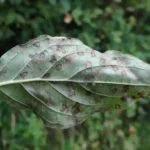 Dogwood leaf with Septoria leaf spot