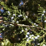 Eastern red cedar foliage with blue, berry-like mature cones