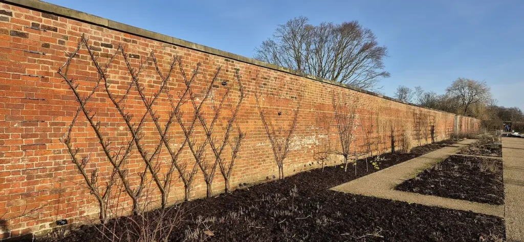 Espalier and fan-trained trees on a brick wall in winter