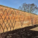 Espalier and fan-trained trees on a brick wall in winter