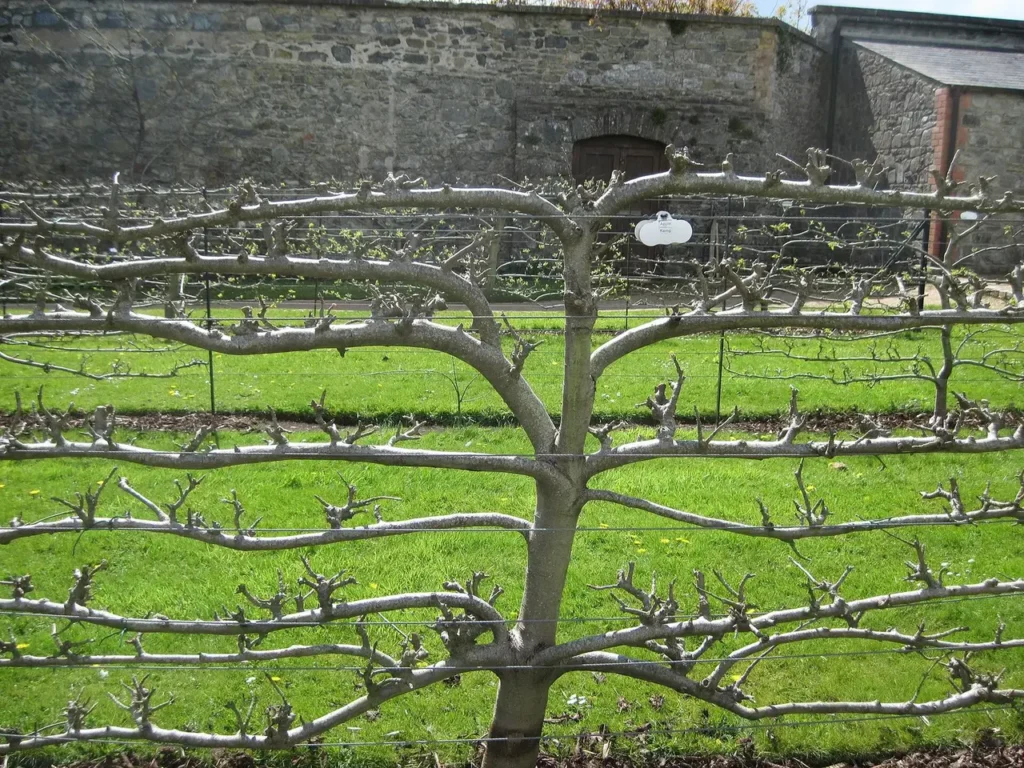 Espaliered apple tree with tiers of horizontal branches
