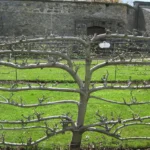 Espaliered apple tree with tiers of horizontal branches