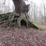 Exposed surface roots of an old English oak