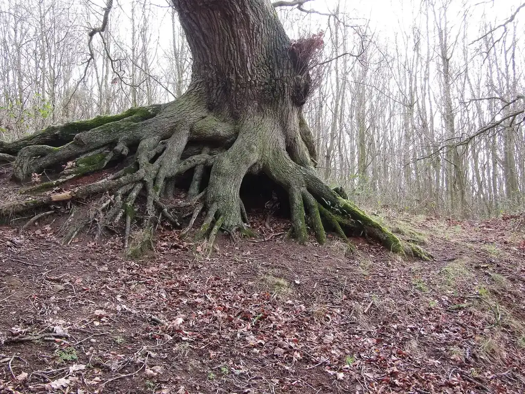 Exposed surface roots of an old English oak