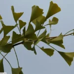 Fan-shaped leaves on a branch of an 'Autumn Gold' ginkgo