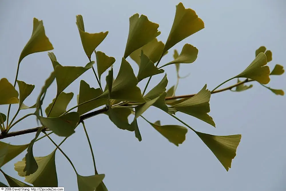 Fan-shaped leaves on a branch of an 'Autumn Gold' ginkgo