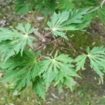 Fern-leaf full moon maple, Acer japonicum 'Aconitifolium'