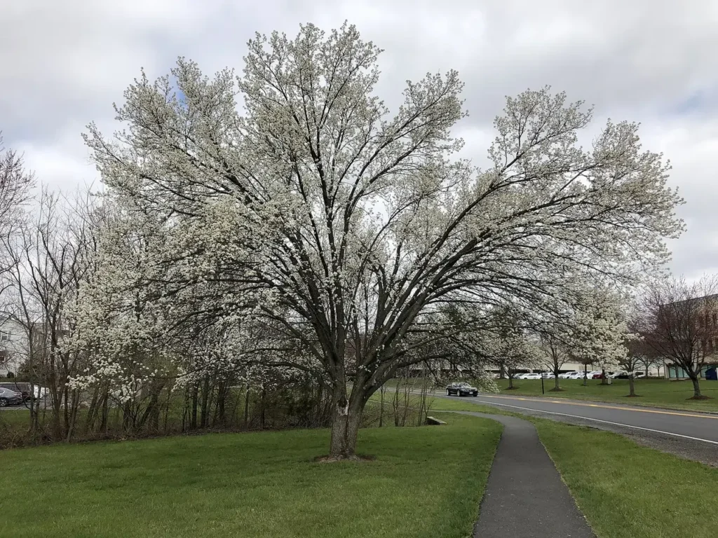 How to Get Rid of Bradford Pear Trees Flowering Bradford pear with a crown that has begun to split apart