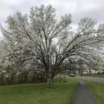 Flowering Bradford pear with a crown that has begun to split apart