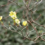 Flowering dogwood bracts opening on bare branches in early spring