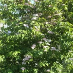 Flowering dogwood 'Cherokee Brave' in bloom in a park