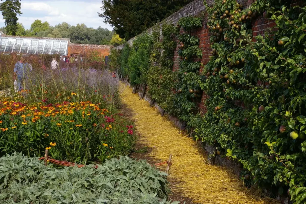 Fruit trees trained against the wall of a walled kitchen garden