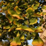 Ginkgo leaves yellowing and browning in a dry August