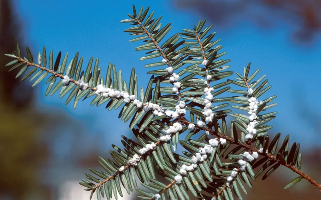 Hemlock twig with white woolly adelgid egg sacs under the needles