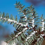Hemlock twig with white woolly adelgid egg sacs under the needles