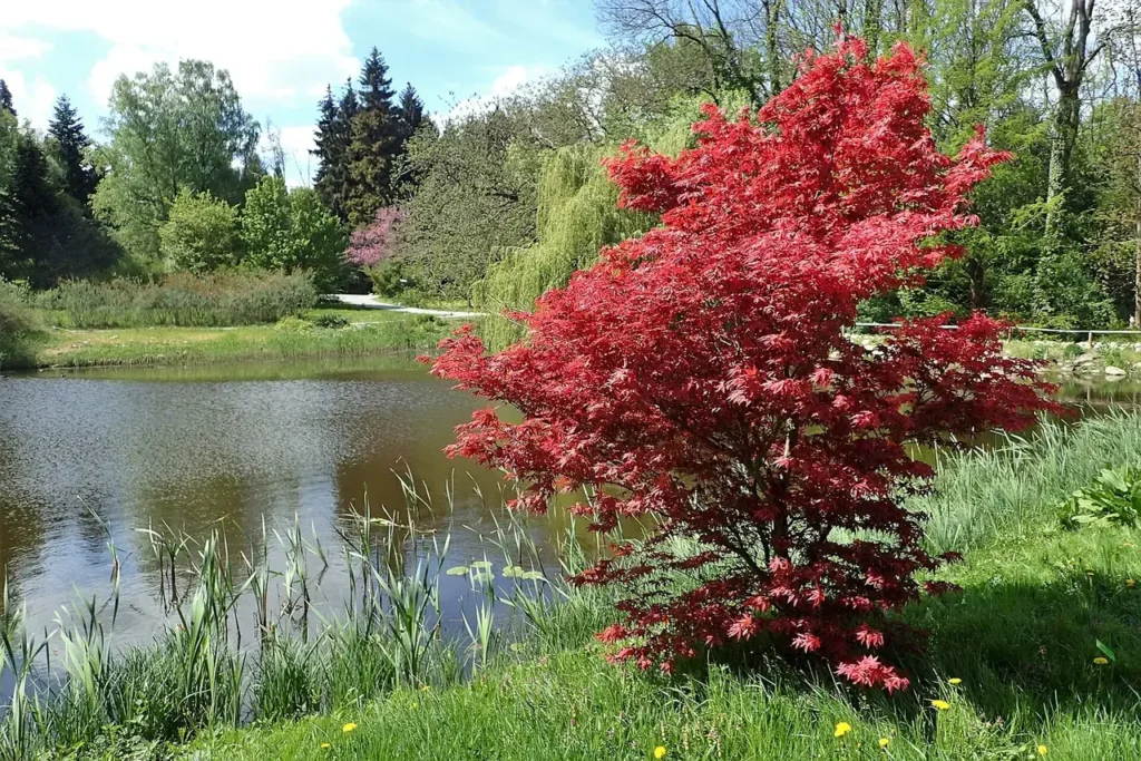 Japanese Maple Care: Site, Water, Mulch and Pruning Japanese maple 'Bloodgood' with purple-red leaves in a garden