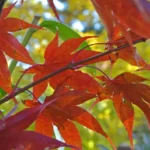 Japanese maple 'Osakazuki' in crimson fall color