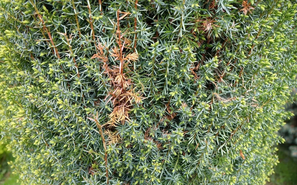 Juniper shrub with patches of brown, dead shoot tips