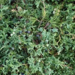 Low creeping juniper forming a dense blue-green groundcover