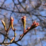 Maple buds opening in early spring