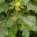Maple leaves covered in small tar spot lesions