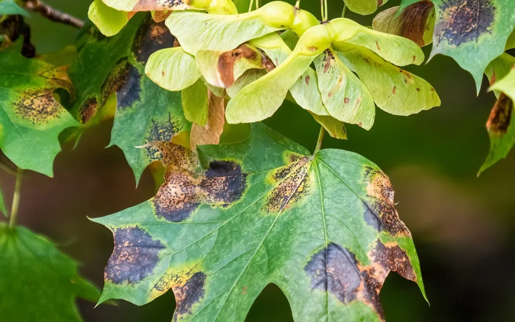 Maple leaves with black tar spot lesions and green seeds