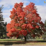 Mature sugar maple with orange-red fall color on a wide lawn