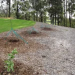 Newly planted young Asian pear trees in an orchard row