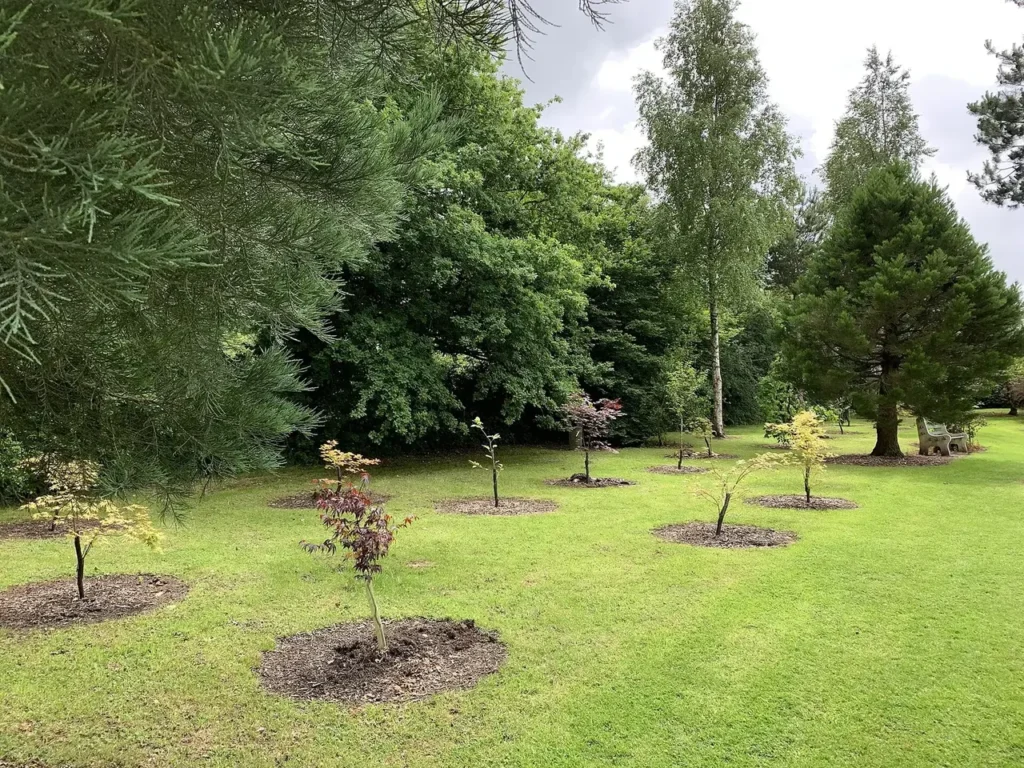 Newly planted young maple trees with mulch rings on a lawn