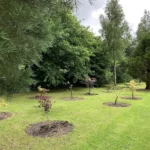 Newly planted young maple trees with mulch rings on a lawn