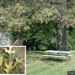 Oak leaves browning from the edges inward, a typical oak wilt symptom