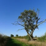 Oak with a thinning, dying crown in a field