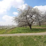Old cherry tree in full bloom in an orchard