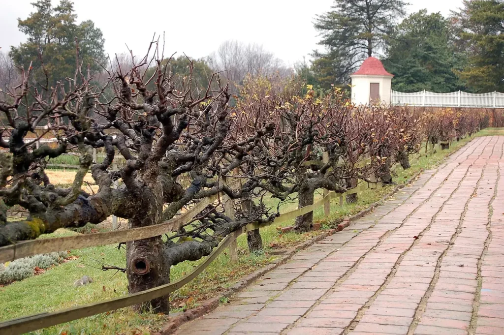 Old espalier fruit trees trained along a brick garden walkway