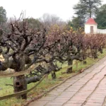 Old espalier fruit trees trained along a brick garden walkway