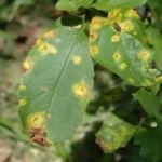 Orange cedar-apple rust spots on a crabapple leaf