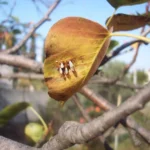 Orange pear rust spots on a pear leaf