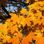 Orange sugar maple leaves in autumn