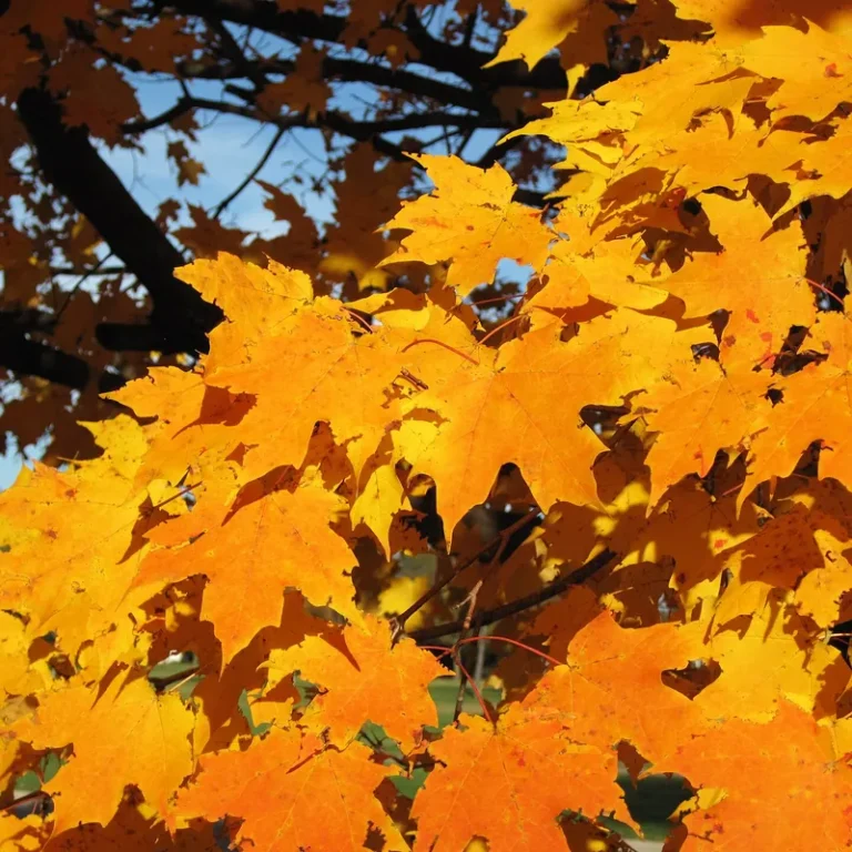 Orange sugar maple leaves in autumn