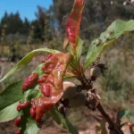 Peach shoot with red, puckered leaves from peach leaf curl