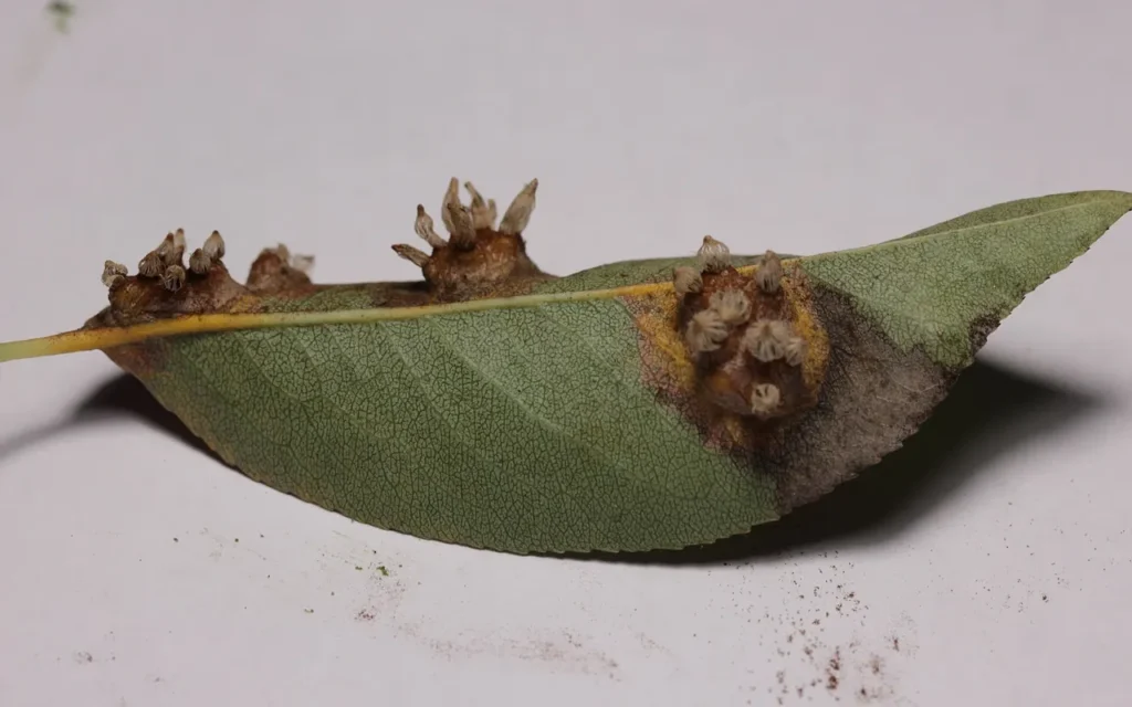 Pear leaf underside with brown pear rust growths