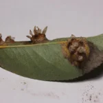 Pear leaf underside with brown pear rust growths