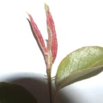 Pear leaves rolled tight by pear leaf curling midge