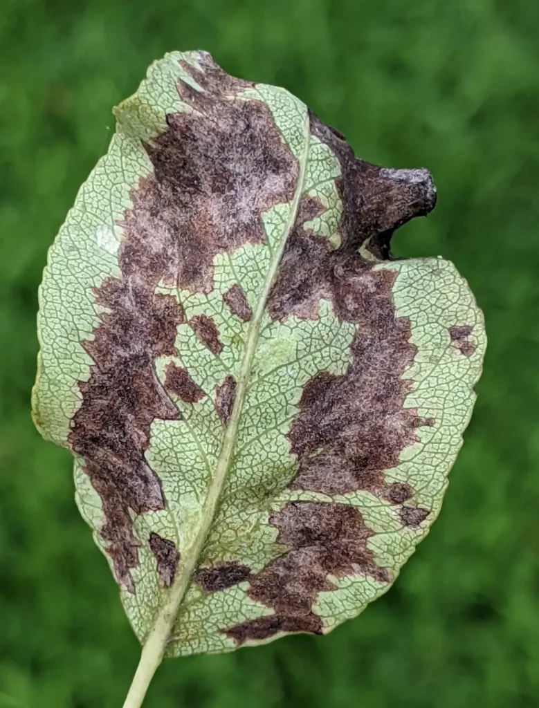 Pear leaves with dark blotches caused by pear leaf blister mite