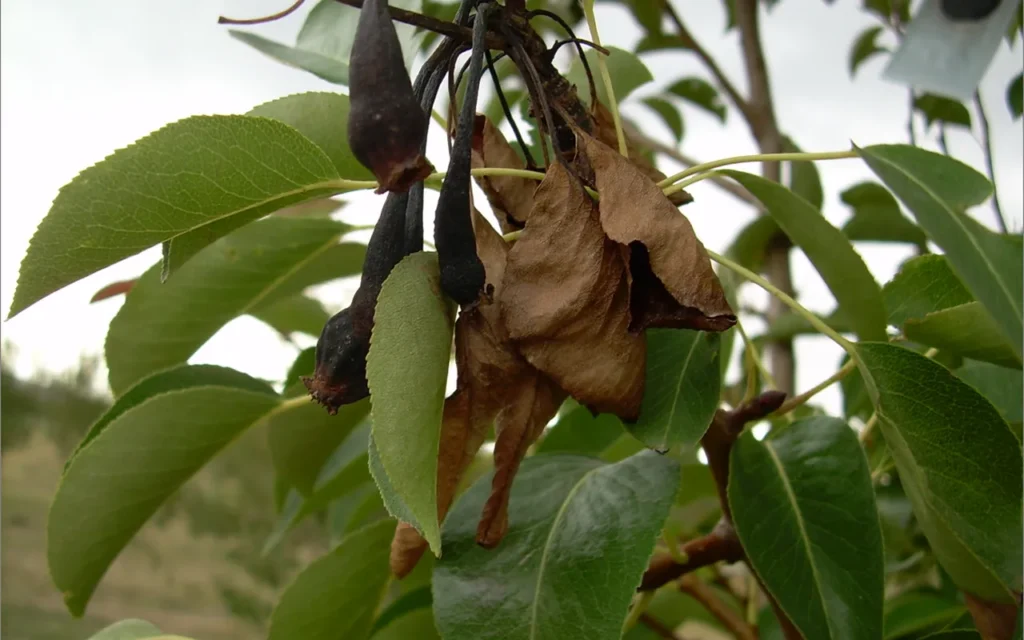 Pear shoot with blackened leaves and a bent tip from fire blight