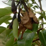 Pear shoot with blackened leaves and a bent tip from fire blight