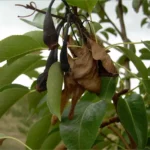 Pear shoot with blackened leaves from fire blight