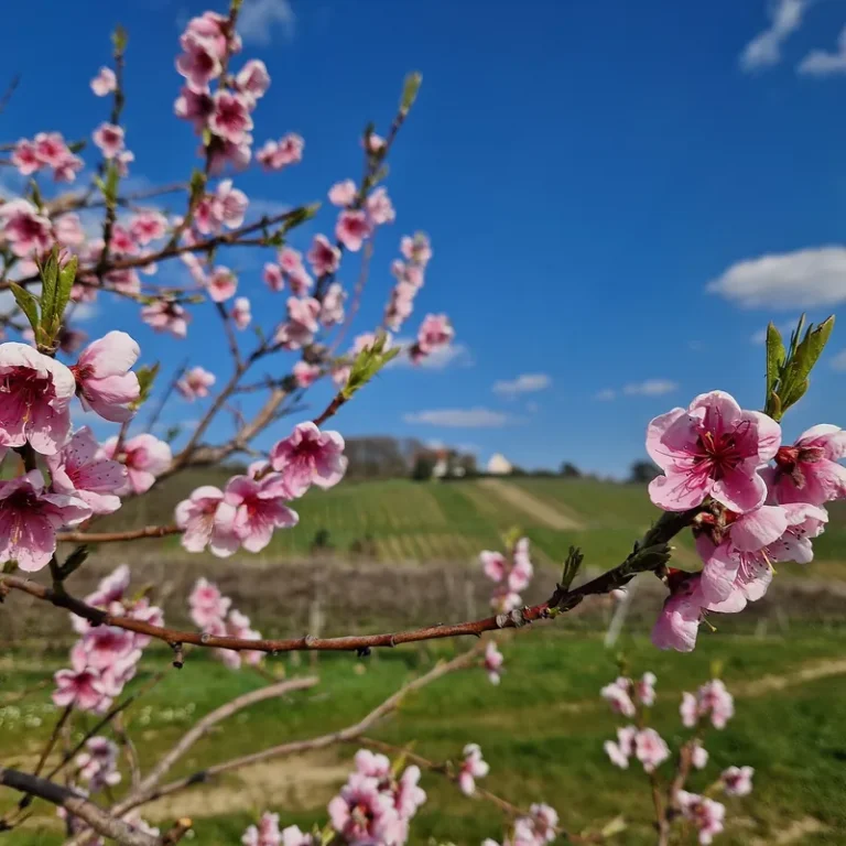 Pink peach blossoms on a branch in spring